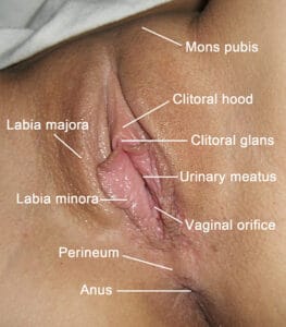 Vulva with anatomical labels