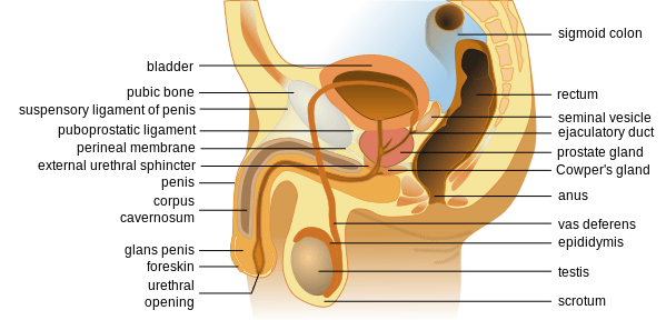 Male_Sexual_Anatomy_Dr_Christopher_Fox